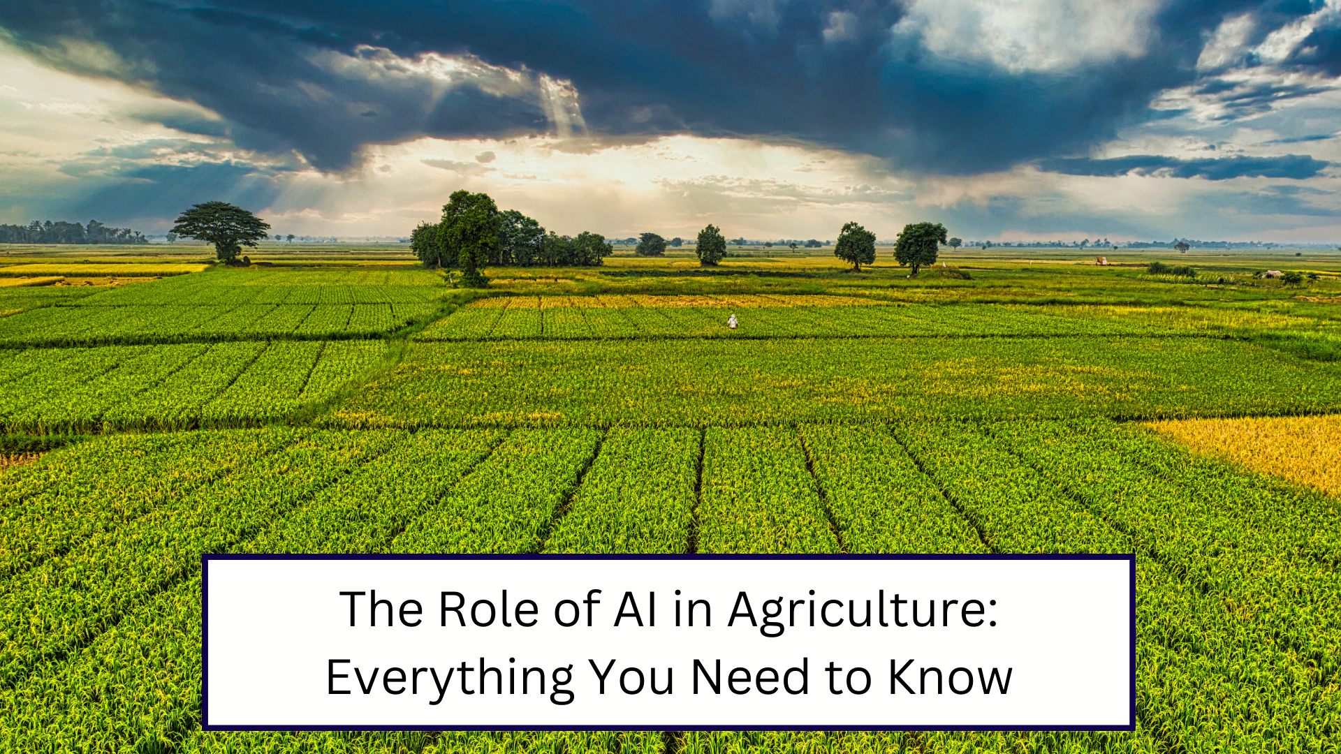 The role of AI in agriculture